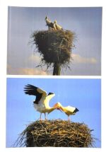 Erdélska Michaela.jpg